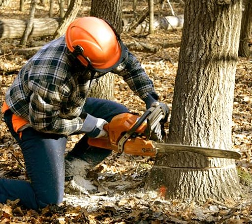 Tree Removal in Raymond, IL